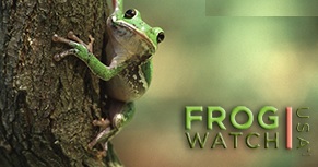 frog watch