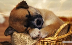 dog-tired-is-sleeping-wallpaper-1024x640